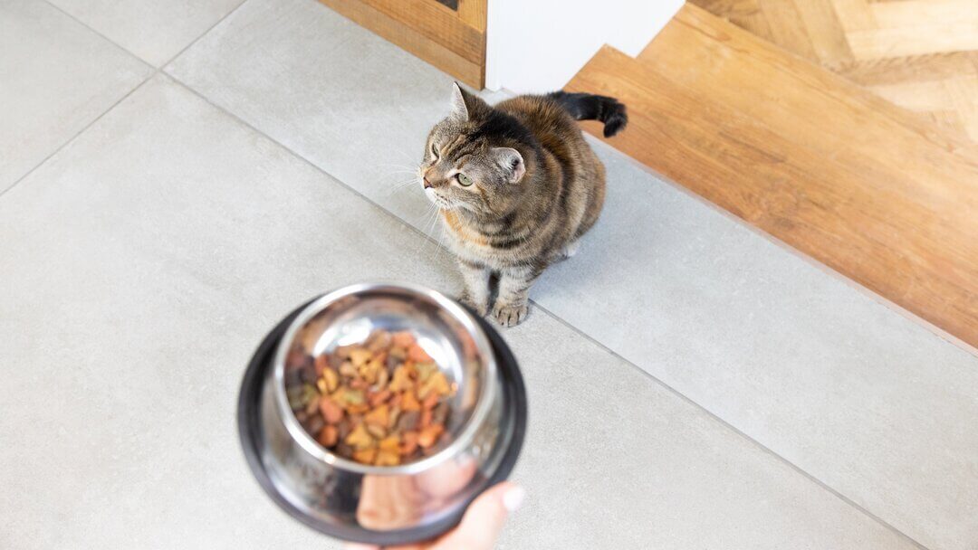 Feeding Your Indoor Cat Everything You Need to Know Purina